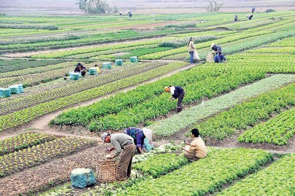 استان اصفهان؛ طلایه‌دار تولید در کشاورزی کشور