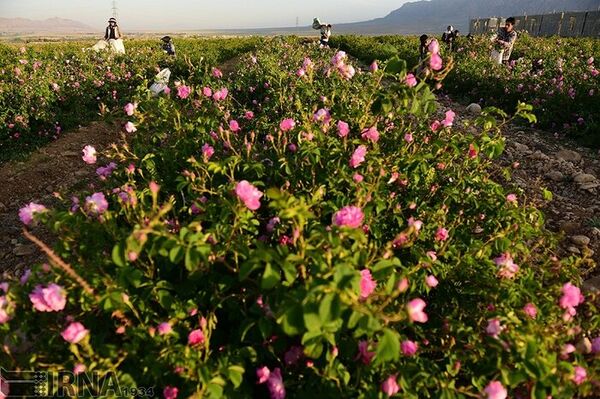 افزایش 15 درصدی کشت گل محمدی در شهرستان خوی