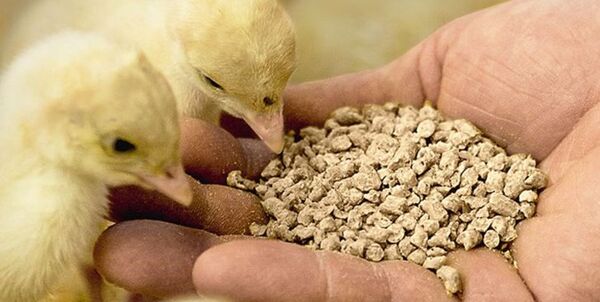 واردات ۵ هزار تن مونو کلسیم فسفات برای تکمیل جیره خوراک طیور ‌کشور