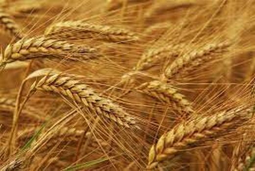   بهبود عملکرد گندم در مزارع گندم بنیان خرمشهر