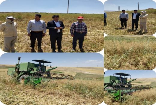 برداشت 125 تن محصول کلزا در شهرستان هشترود 