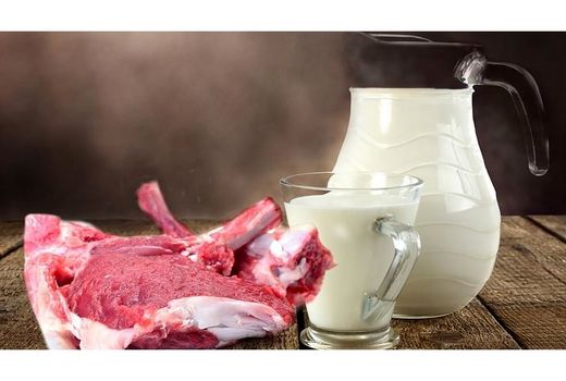 تولید 23 هزار تنی شیر و گوشت قرمز در نوشهر