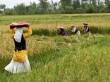 زنان روستایی و عشایر موتور محرکه اقتصاد کشاورزی هستند