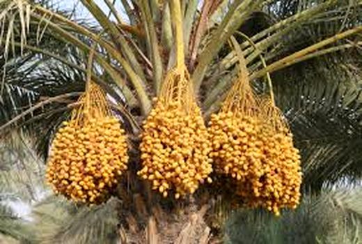 آغاز برداشت خارک از نخیلات استان بوشهر