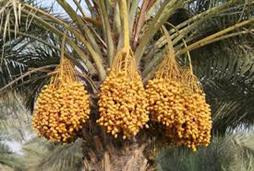 آغاز برداشت خارک از نخیلات استان بوشهر