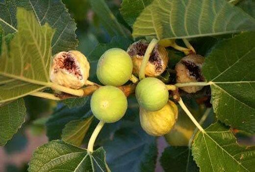 آغاز برداشت در قطب انجیر کشور 