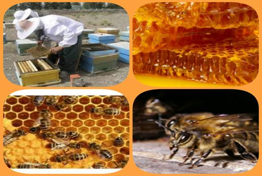 رونق زنبورداری درسربیشه درسال جهش تولید