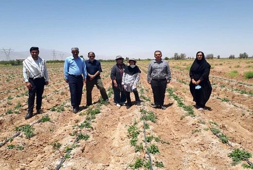 کاشت گونه های جدید گیاهان دارویی در سروستان