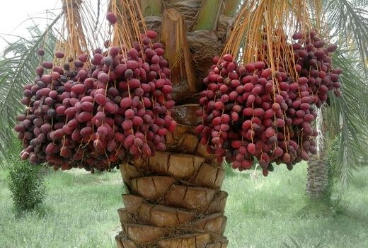 پایش چشمی آفت سرخرطومی حنایی در نخیلات آبادان