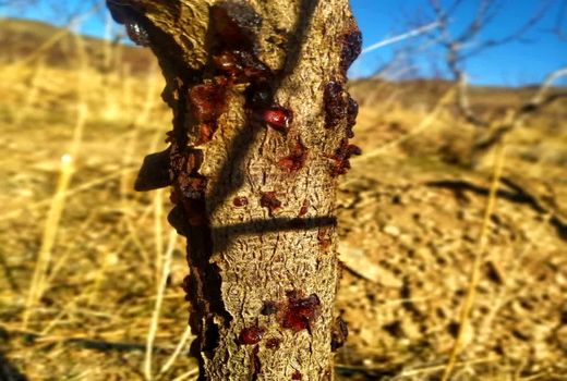 پایش و نمونه برداری بیماری شانکر باکتریایی درختان میوه در باغات شهرستان سامان