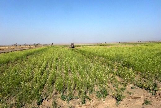 تغییر الگوی کشت راه مبارزه با شوری خاک 