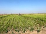 تغییر الگوی کشت راه مبارزه با شوری خاک 