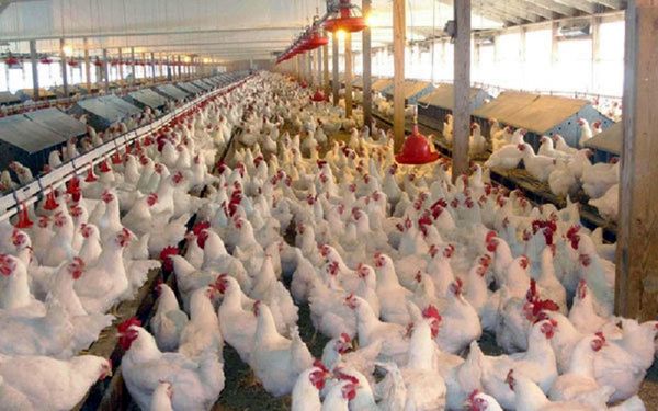 مرغداری یک میلیون قطعه ای در میاندوآب راه اندازی می شود