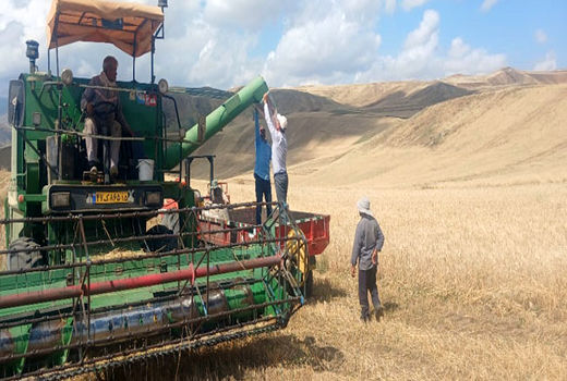برداشت ارقام مشارکتی گندم  و معرفی ارقام مناسب برای کشت در هوراند