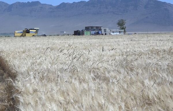 آغاز برداشت جو از ۱۴۰۰ هکتار ازمزارع شهرستان فریدن