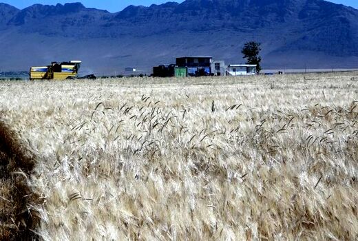 آغاز برداشت جو از ۱۴۰۰ هکتار ازمزارع شهرستان فریدن
