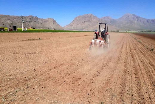 اختصاص ۳۲۰ هکتار از اراضی بروجن به کشت چغندر قند