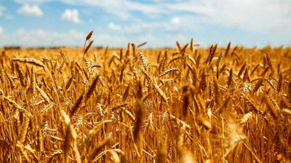 کشت مکانیزه گندم در 40 هزار هکتار از اراضی چهارمحال و بختیاری 