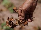 ۱۶ هزار هکتار از باغات اصفهان تحت تنش آبی است