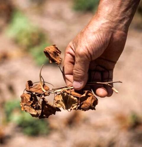 ۱۶ هزار هکتار از باغات اصفهان تحت تنش آبی است