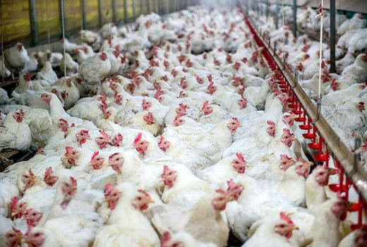استمهال بدهی واحدهای پرورش مرغ گوشتی آسیب دیده از کرونا 