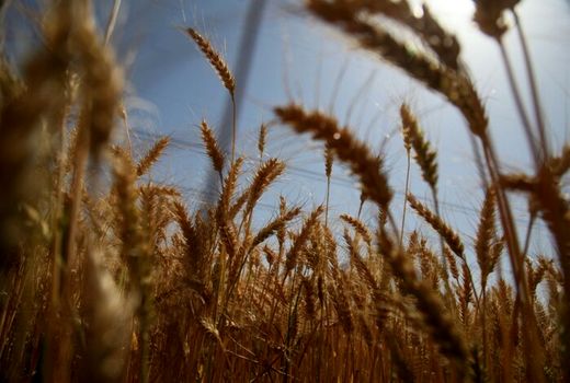 بورس کالا؛ راهکاری نوین برای فروش شفاف و منصفانه گندم

