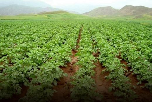 کشت سیب‌زمینی در ۳۵۰ هکتار از مزارع کشاورزی استان قزوین