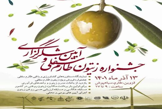 جشنواره زیتون و آیین شکرگزاری در طارم سفلی برگزار می شود