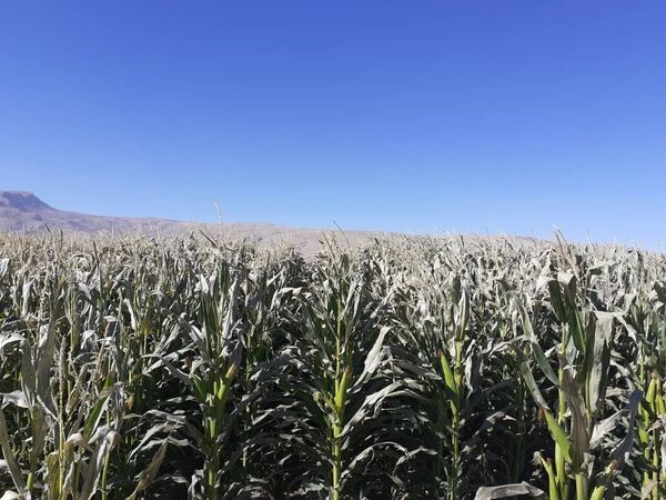 خسارت ۱۰۰ میلیارد تومانی سرمازدگی به کشاورزی اصفهان 