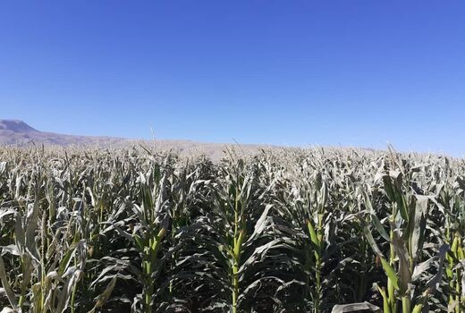 خسارت ۱۰۰ میلیارد تومانی سرمازدگی به کشاورزی اصفهان 