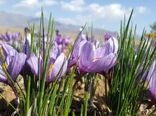 آغاز برداشت طلای سرخ از ۳۵۰ هکتار مزارع شهرستان نطنز