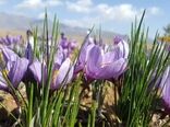 آغاز برداشت طلای سرخ از ۳۵۰ هکتار مزارع شهرستان نطنز