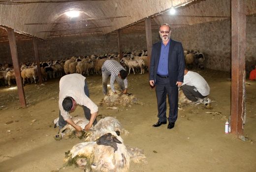 آغاز برداشت پشم از نژاد قوچ ماکویی در شهرستان مرند