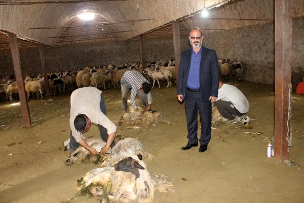آغاز برداشت پشم از نژاد قوچ ماکویی در شهرستان مرند