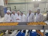 بازدید میدانی رئیس سازمان شیلات از واحدهای فرآوری البرز در راستای رفع موانع تولید