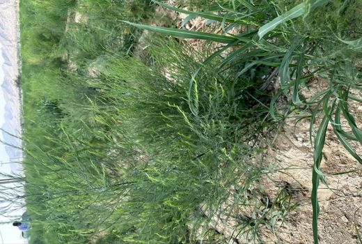 کشت موفقیت آمیز مارچوبه برای اولین‌بار در استان بوشهر/ یک هکتار از منطقه تنگ ارم زیر کشت این گیاه رفت 