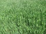 افزایش 50 درصدی ،قمت خرید گندم در سال زراعی جاری نسبت به سال گذشته 