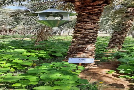 دستیابی به اطلاعات بیولوژی آفات چوب‌خوار در شادگان