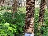 دستیابی به اطلاعات بیولوژی آفات چوب‌خوار در شادگان