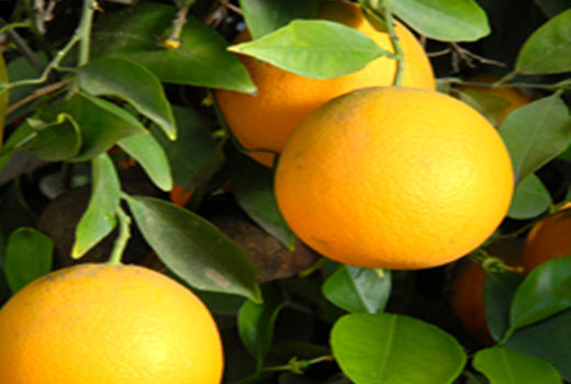 ورود اولین محموله سیب درختی طرح تنظیم بازار شب عید به استان کرمان 