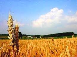 1600 هکتار از اراضی شهر بابک، زیر کشت گندم و جو 