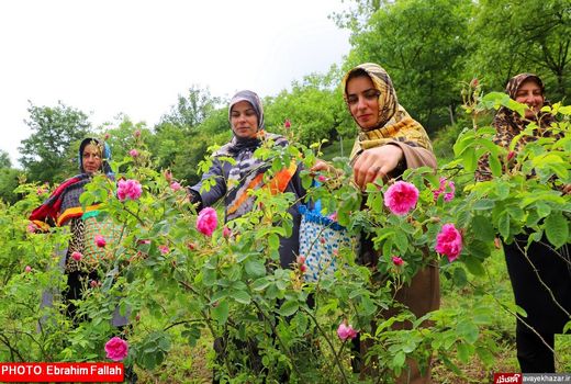 افزایش کشت انواع گیاهان دارویی در شهرستان دهگلان