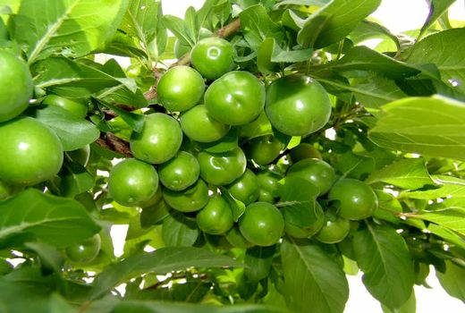 آغاز برداشت گوجه‌سبز از باغات استان قزوین