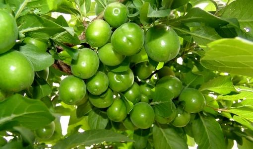آغاز برداشت گوجه‌سبز از باغات استان قزوین