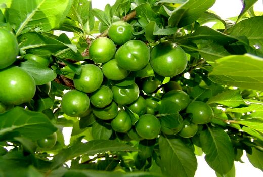آغاز برداشت گوجه‌سبز از باغات استان قزوین