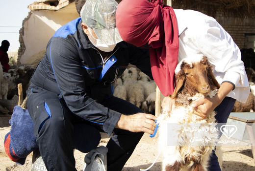 آغاز فاز اول واکسیناسیون سراسری تب برفکی سال در خوزستان