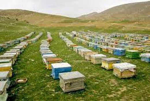 استقرار بیش از 40 هزار کلنی زنبور عسل در سپیدان 