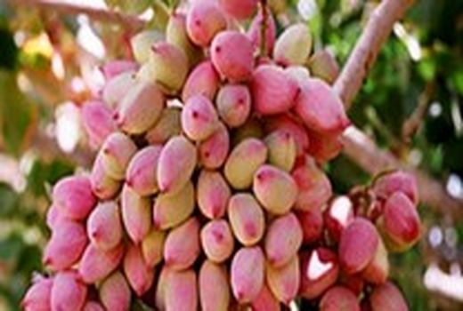 برداشت ۴ هزار تن پسته خشک از باغات آران و بیدگل