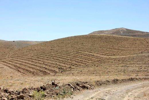 ضرورت بازاریابی در حوزه گیاهان دارویی