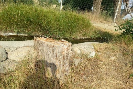 قطع درختان در روستای شانجان